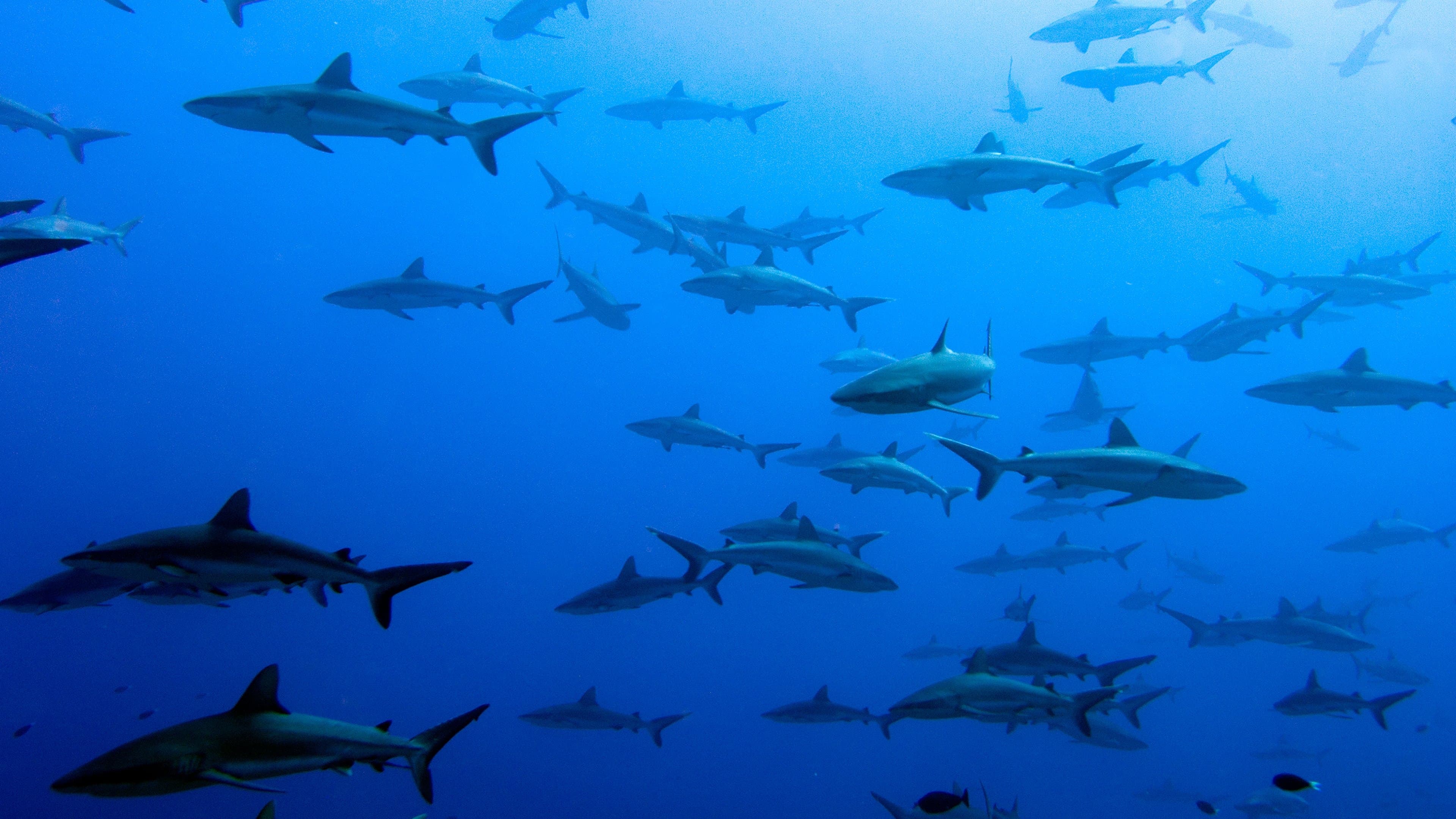Backdrop for United Sharks of America