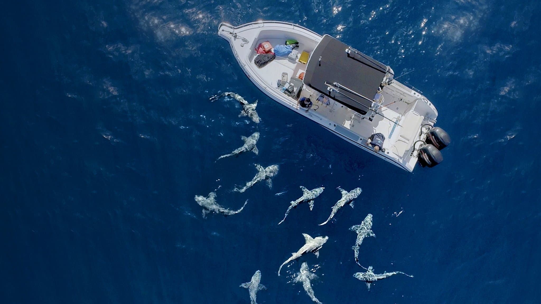 Backdrop for Jaws vs. Boats