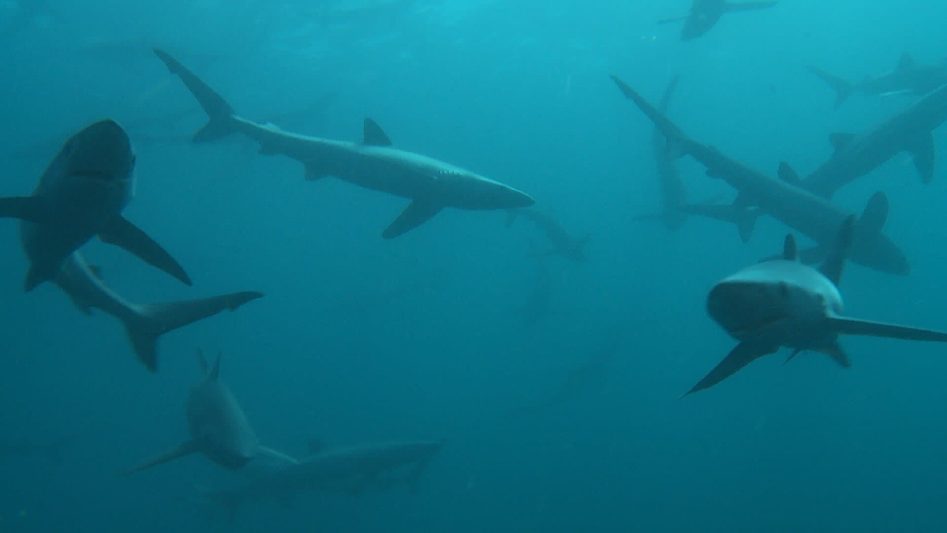 Backdrop for Britain's Whales and Sharks
