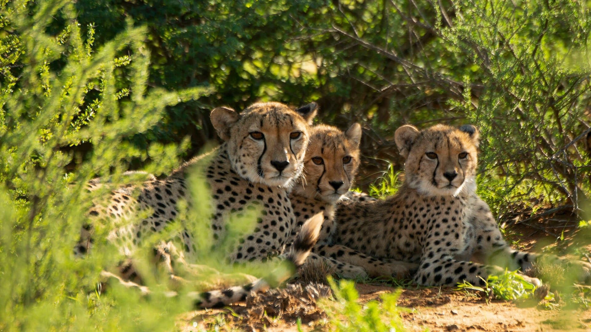 Backdrop for Cheetah Family & Me