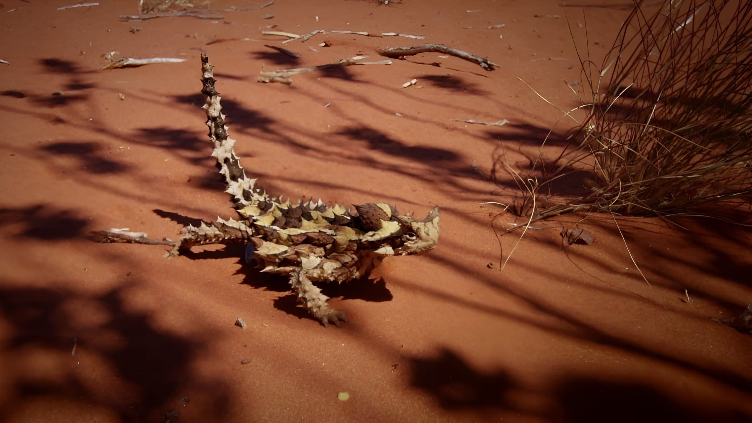 Backdrop for Deadly Australians