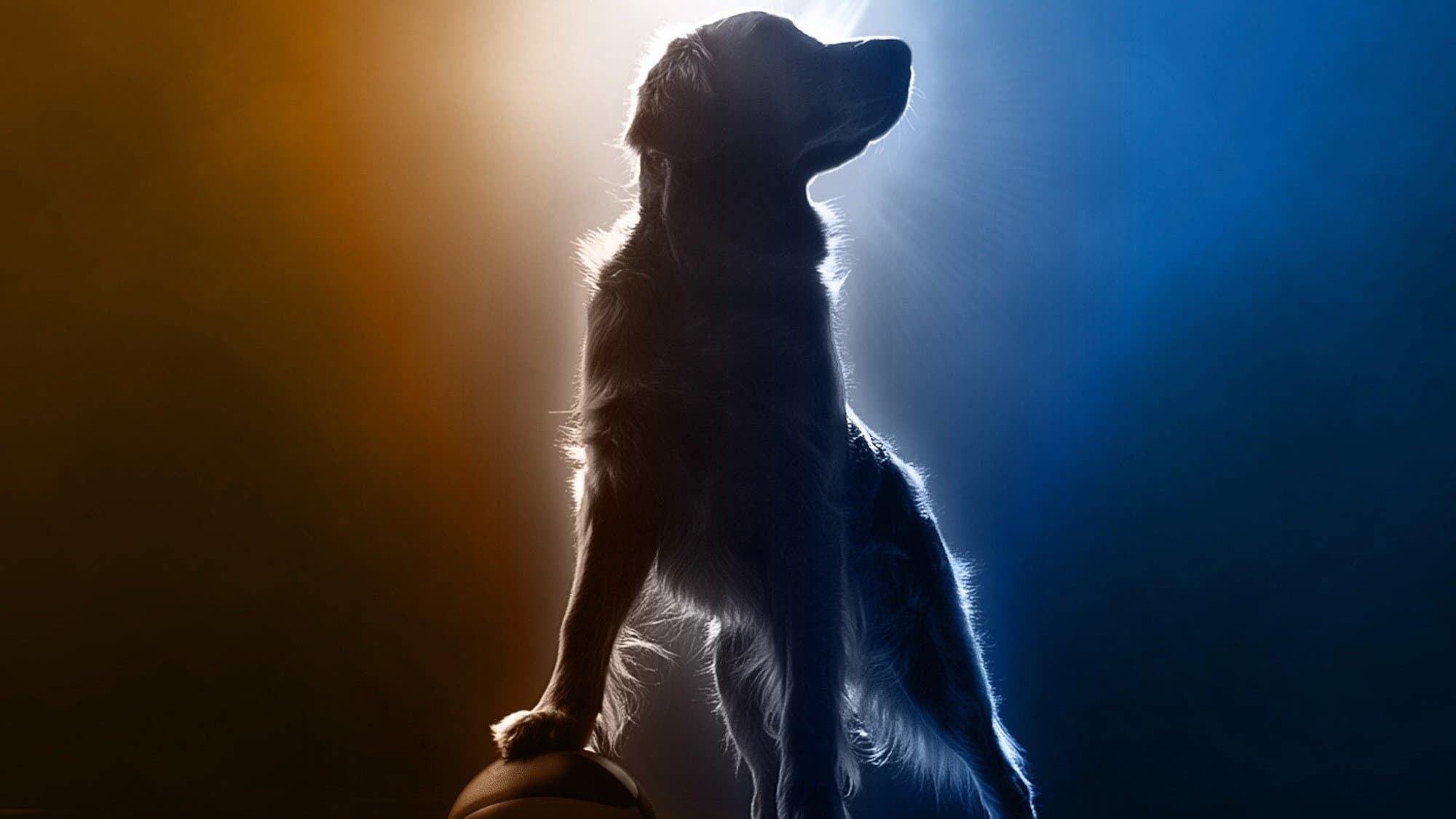 Backdrop for Air Bud Returns