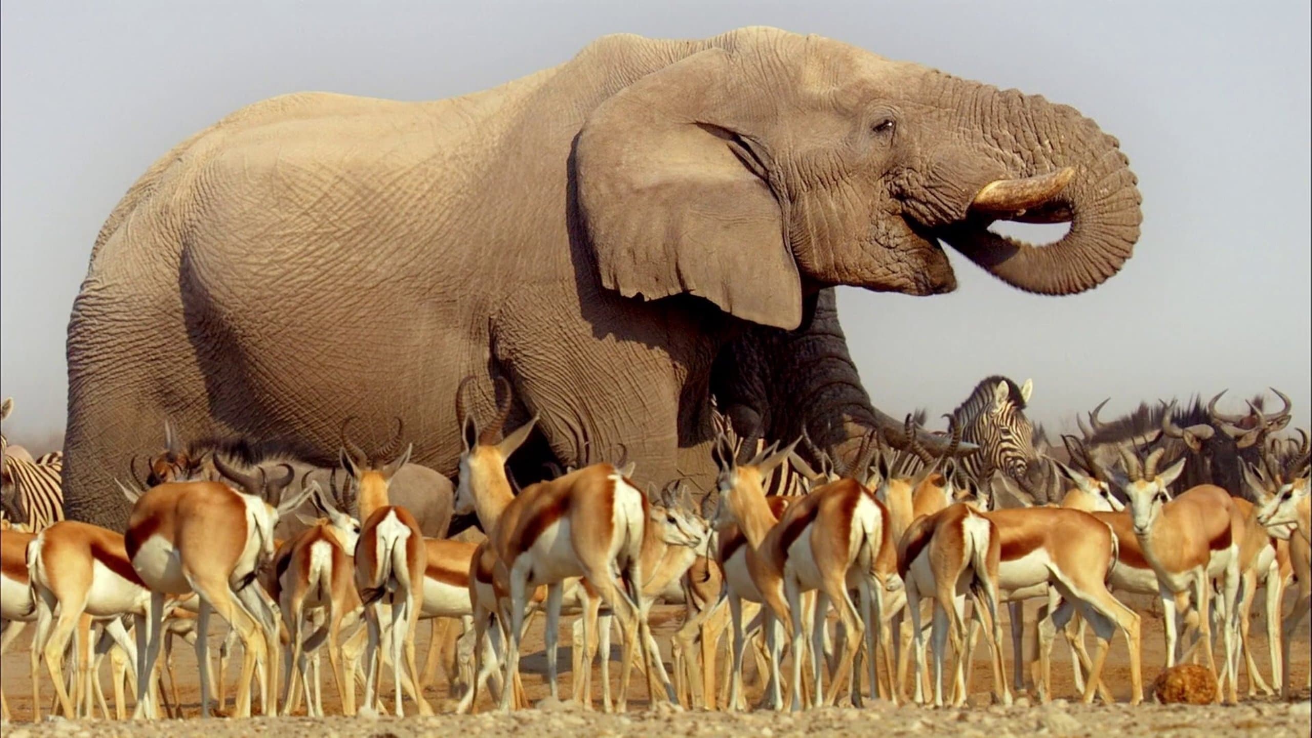 Backdrop for Africa