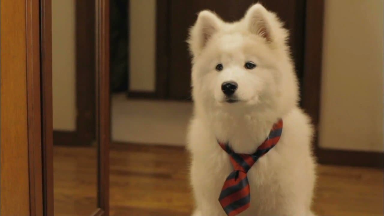 Achtergrond voor 犬飼さんちの犬