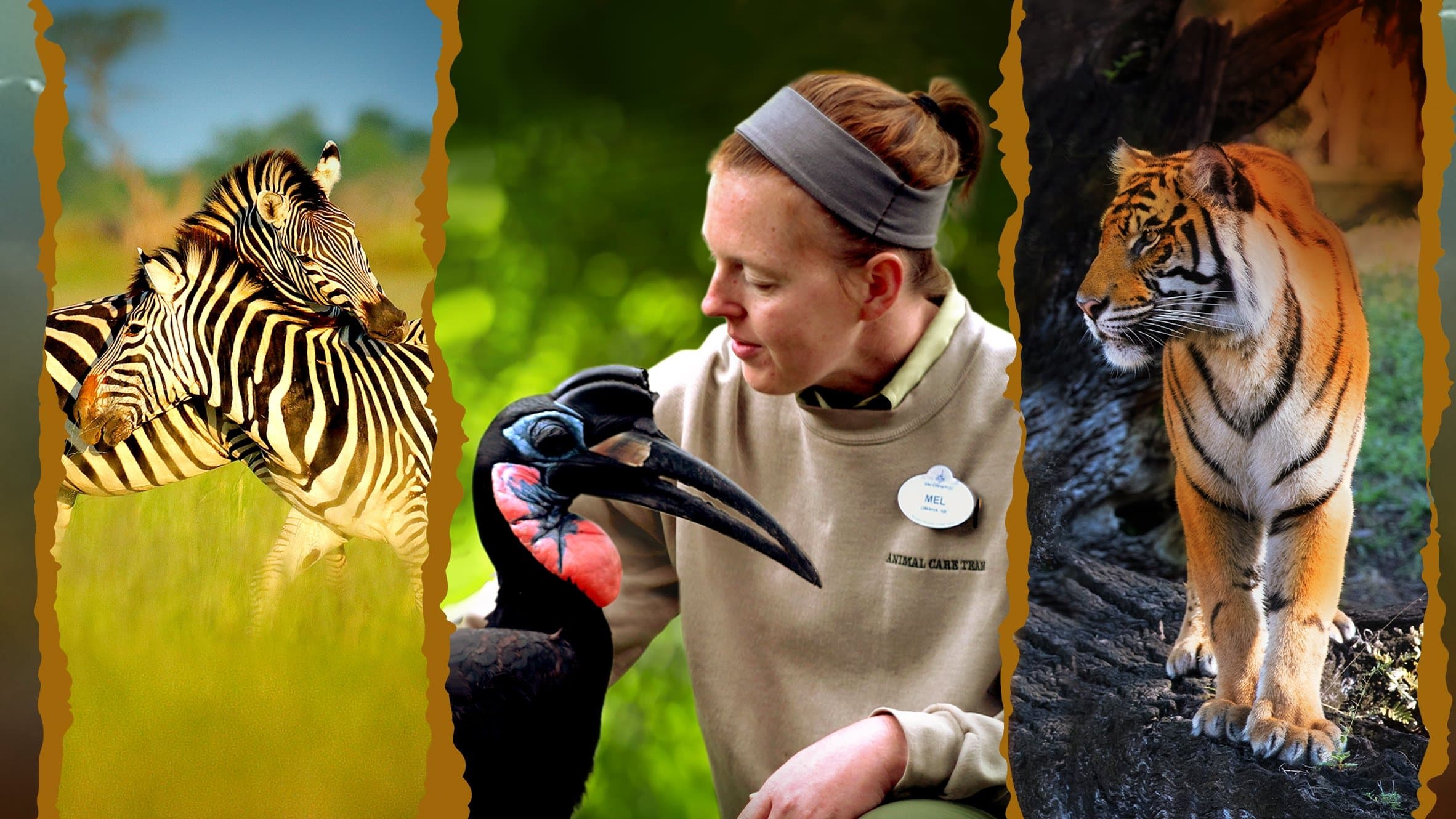 Backdrop for Magic of Disney's Animal Kingdom