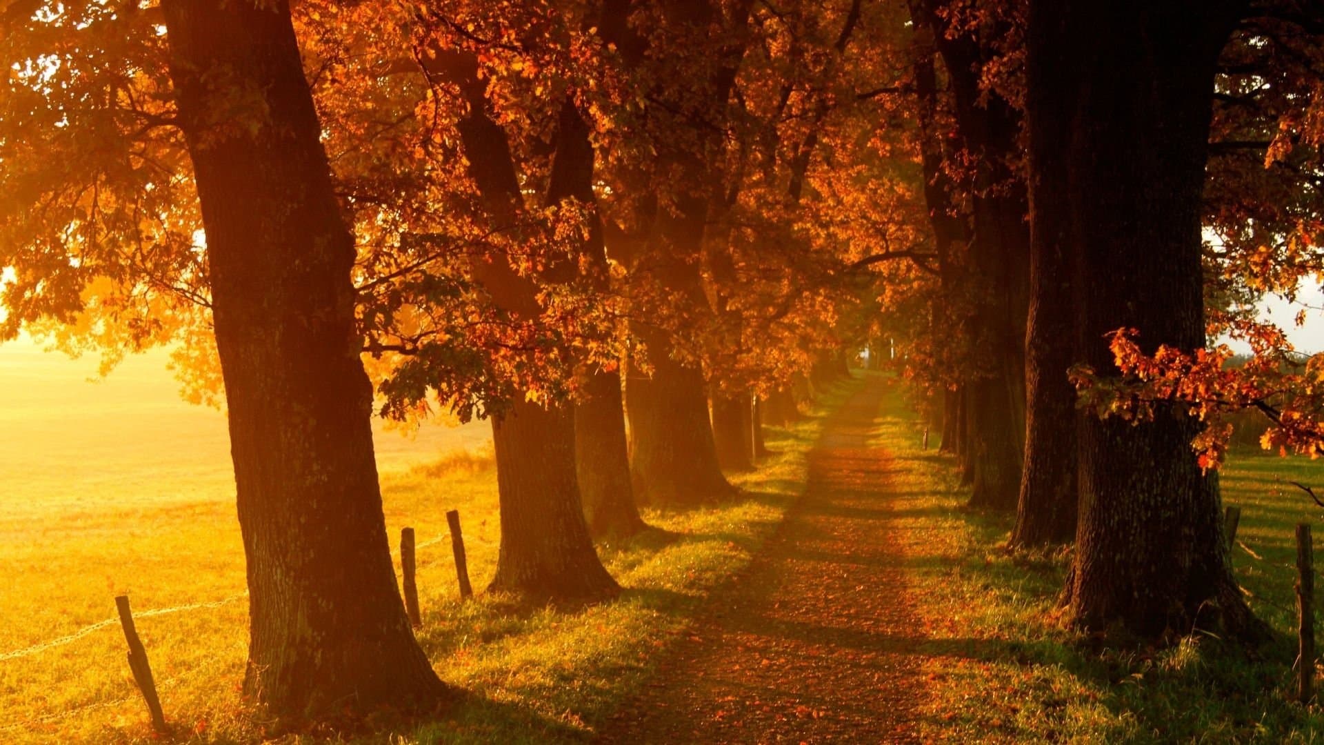 Achtergrond voor Voir l'automne, une saison en France