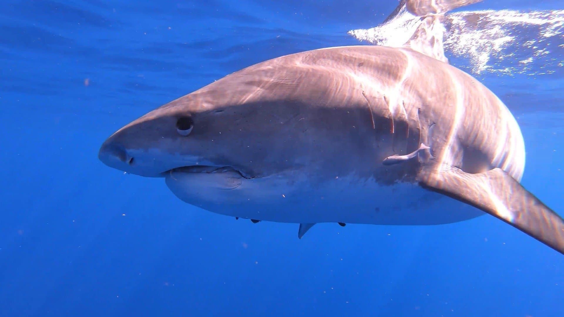 Achtergrond voor Sharks of Hawaii