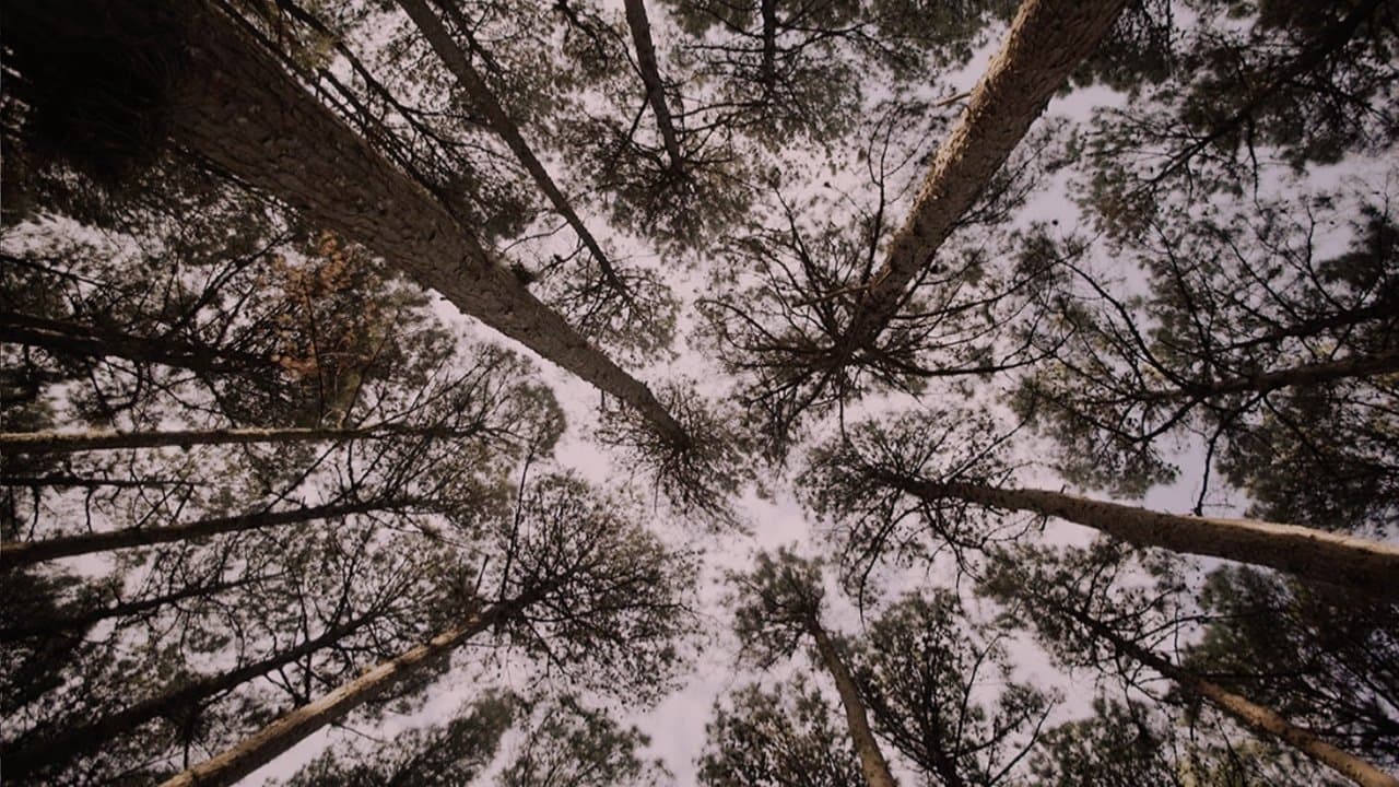 Backdrop for Nós Montanha