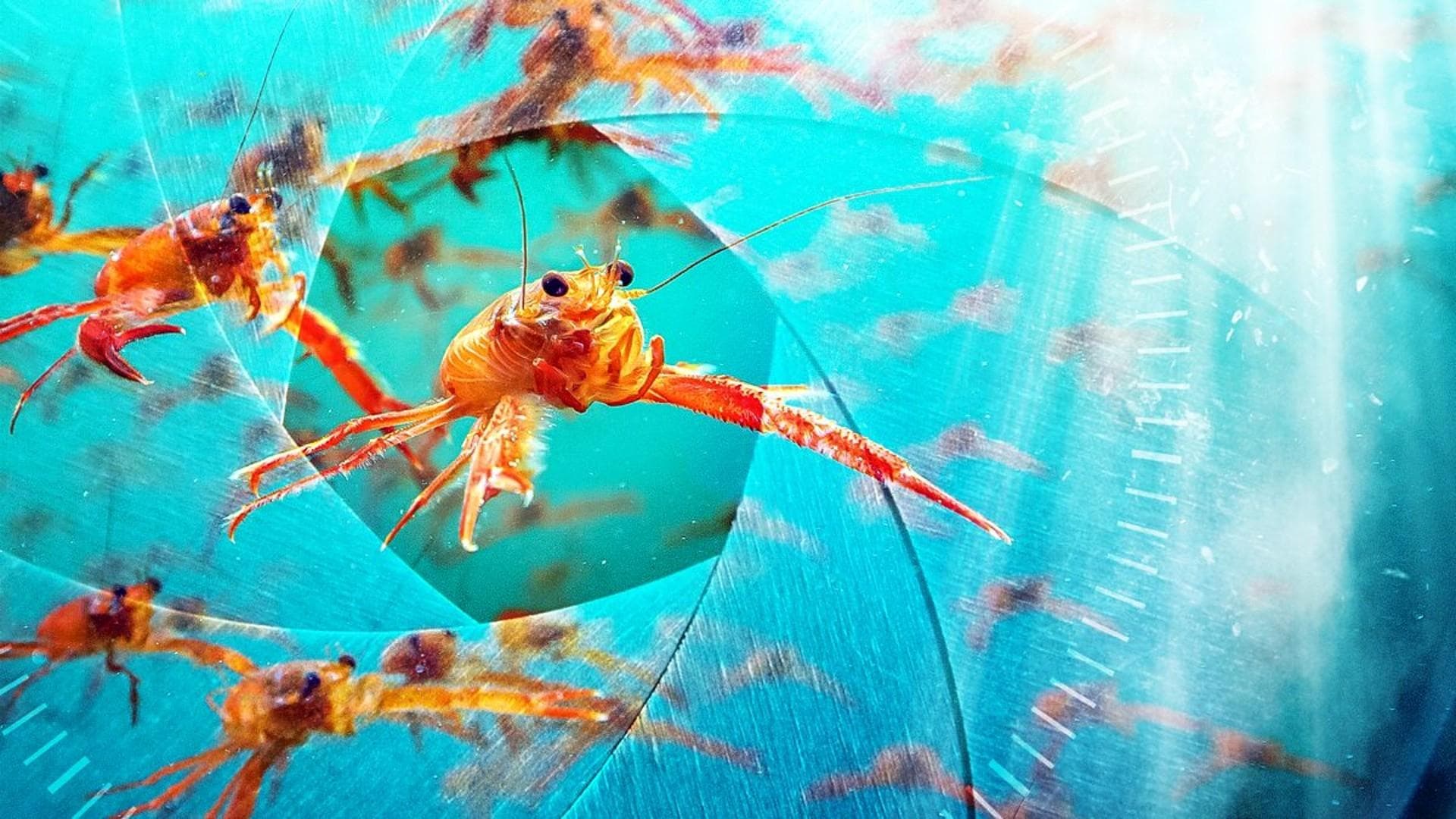 Backdrop for Spy in the Ocean