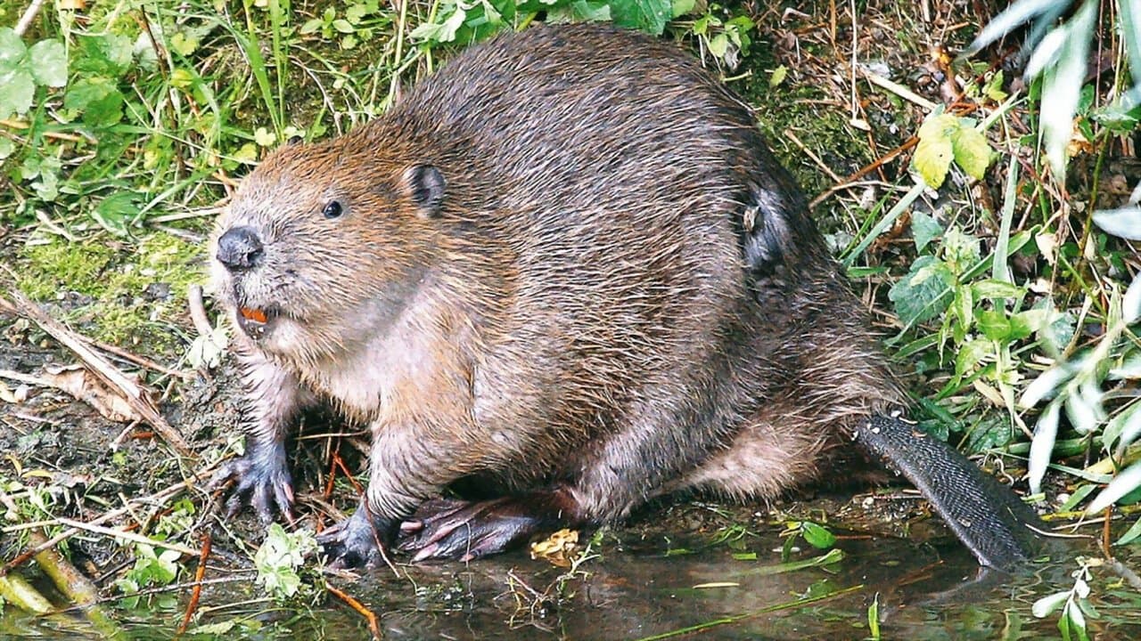 Backdrop for Die Rückkehr der Biber: Wilde Baumeister