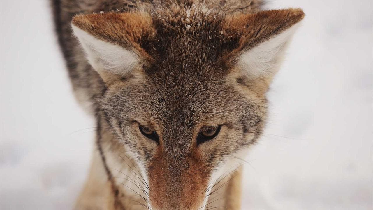 Achtergrond voor L'Initiation de ma femme