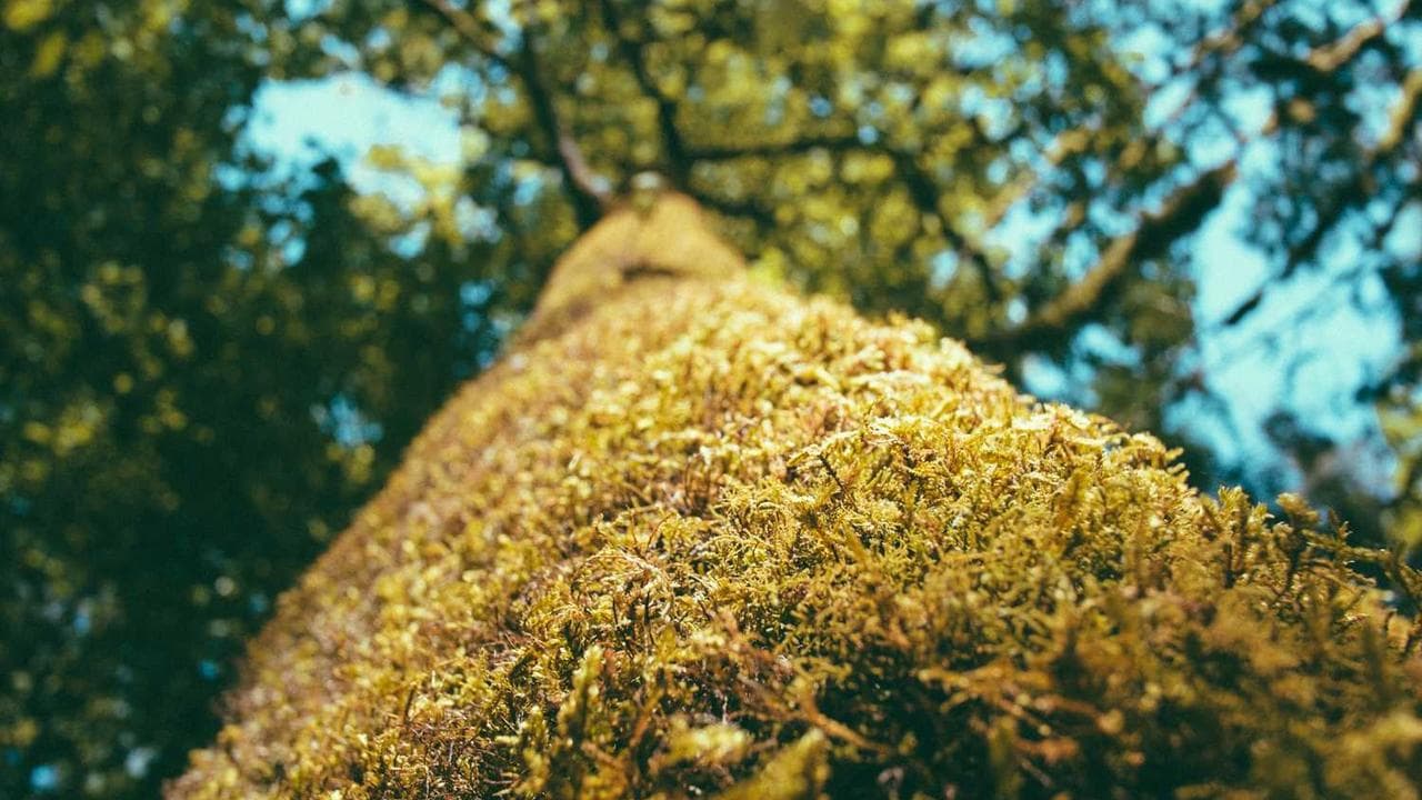 Backdrop for 君恋し
