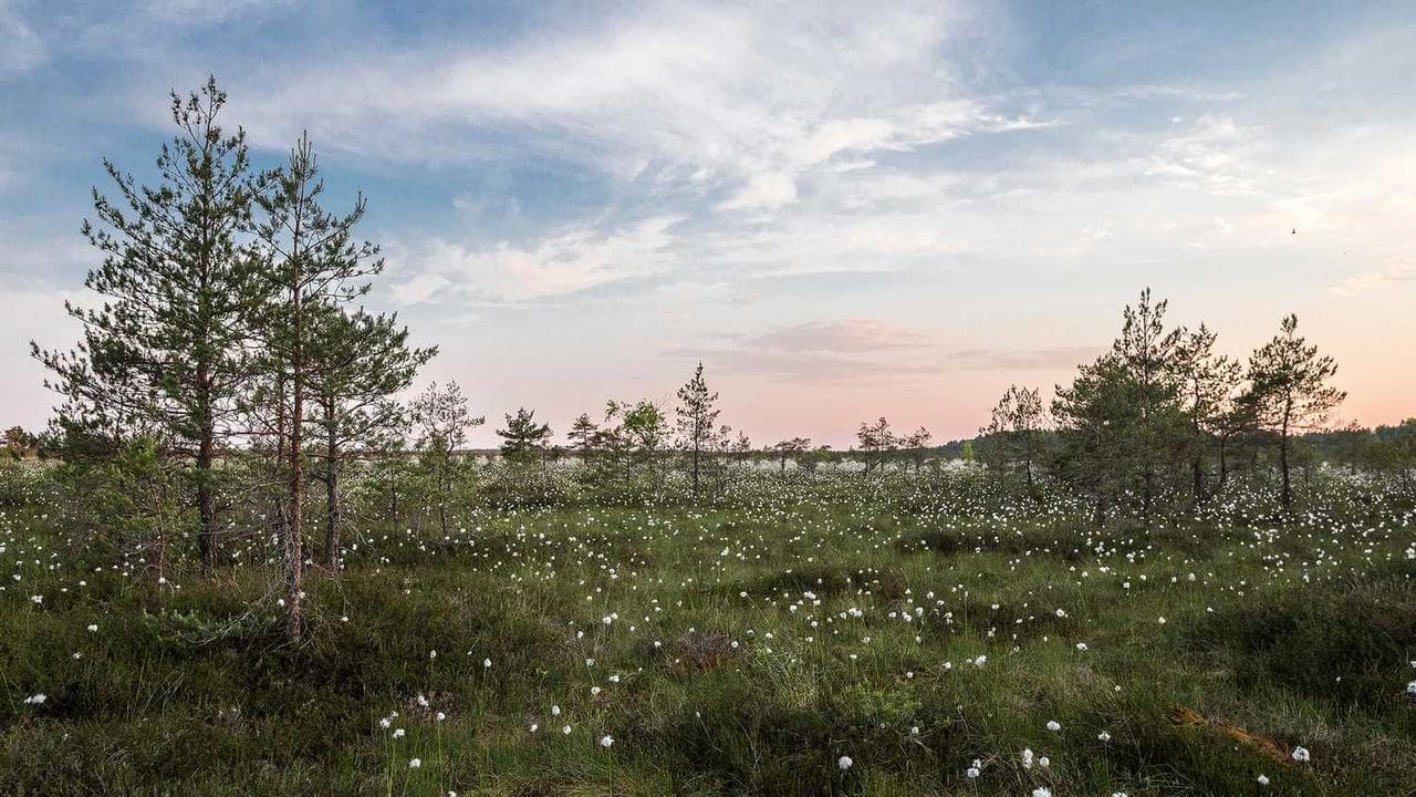 Backdrop for Liebeslied