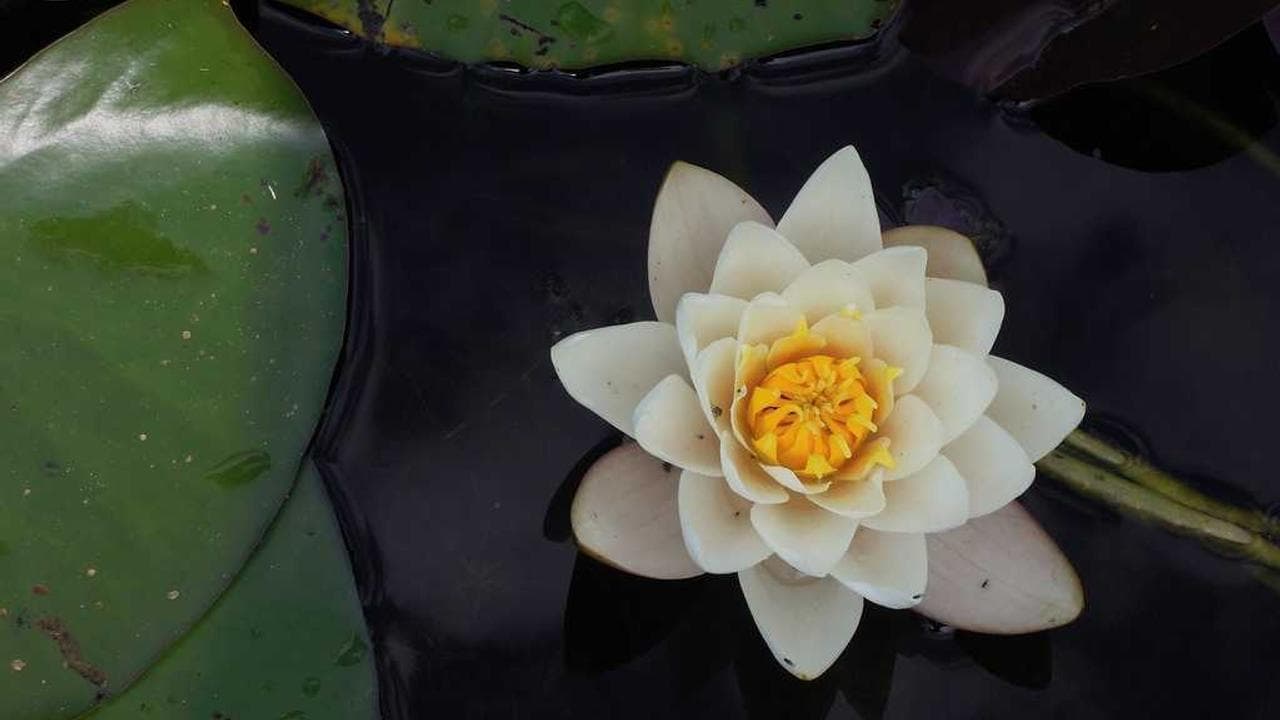 Backdrop for 最后的爱情