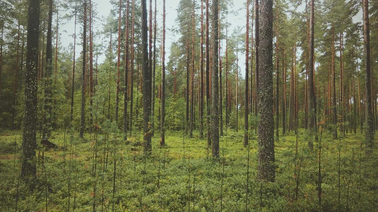 Backdrop for Hidden Fears