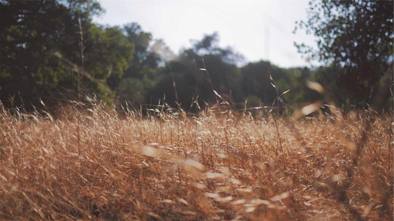 Backdrop for מקובלות
