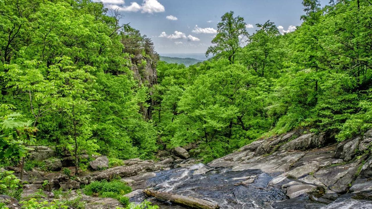 Backdrop for Chapter of Green