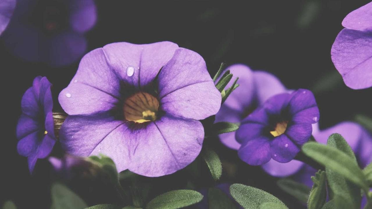 Achtergrond voor Dwaalspoor