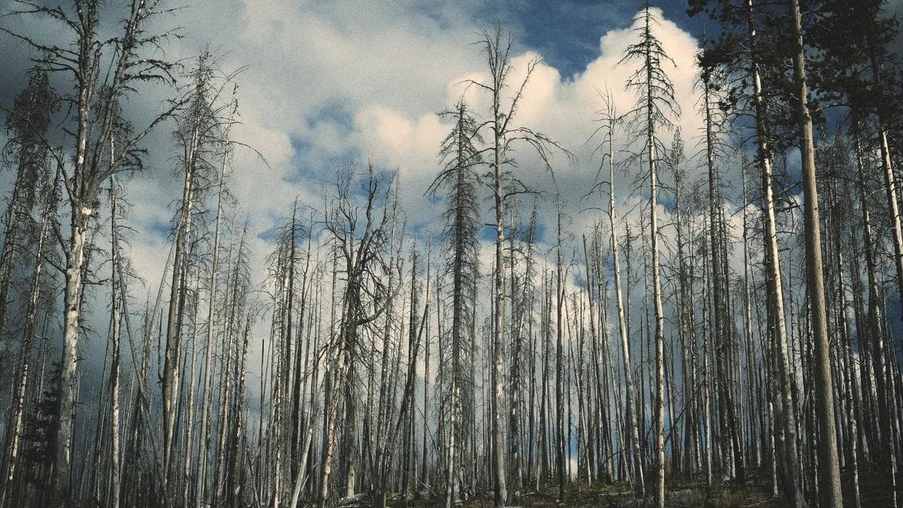 Backdrop for Terre Rouge - Topographie du poète