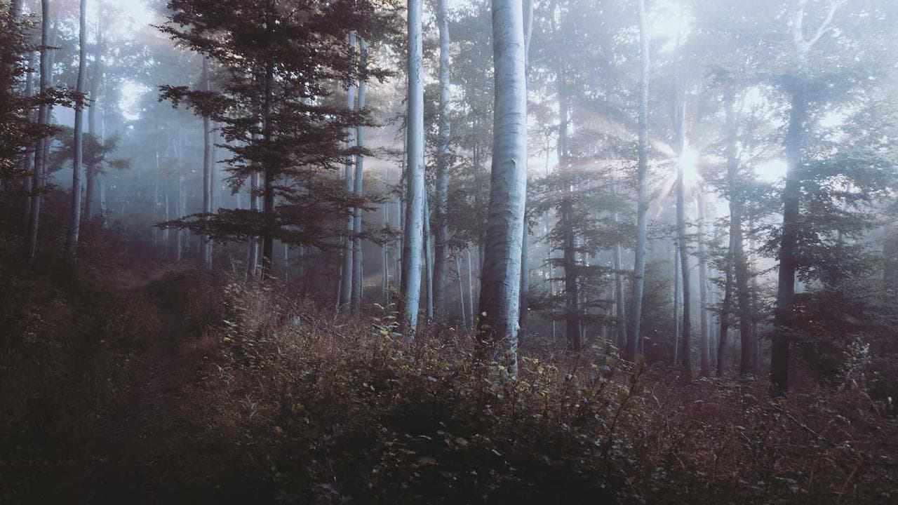 Backdrop for Sarah Bernhardt, à corps perdu