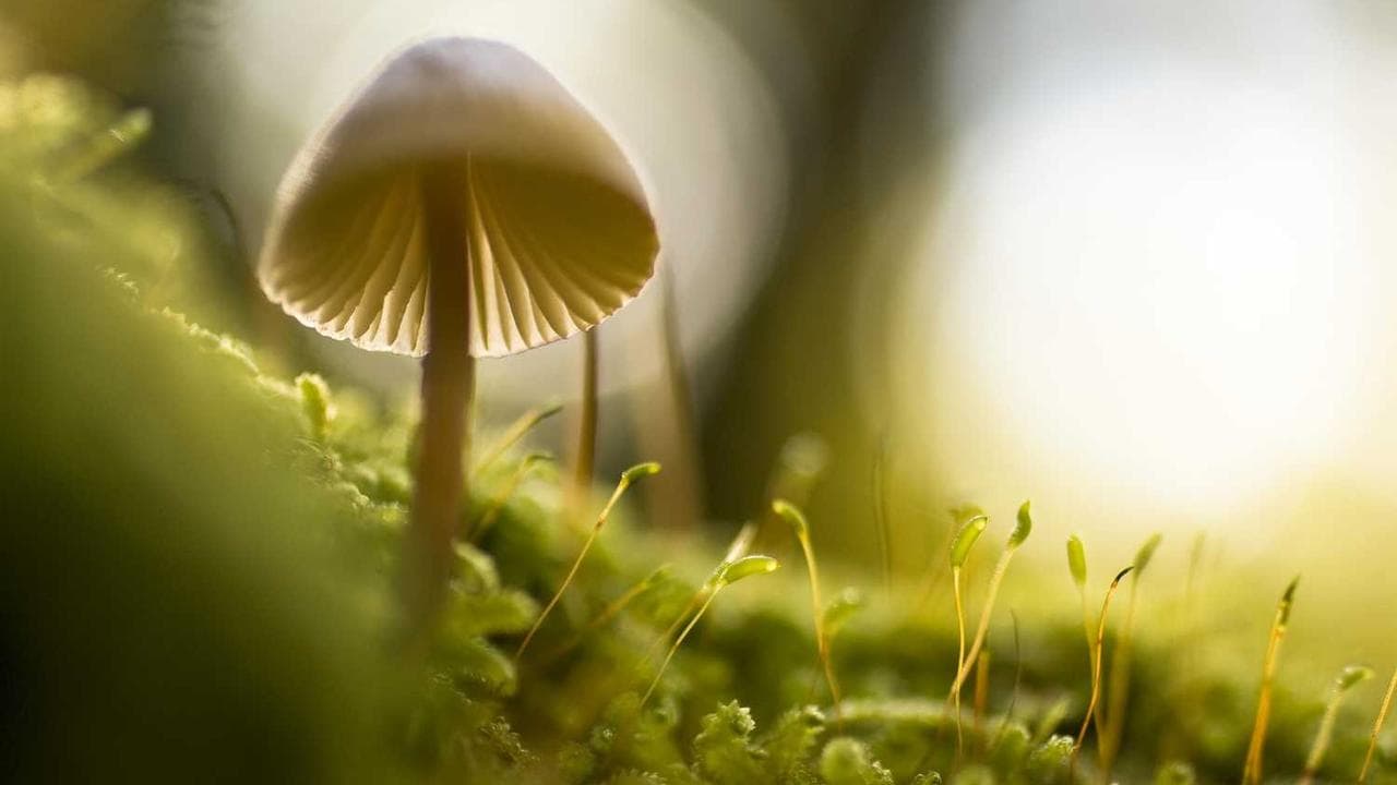 Achtergrond voor When The Boyz Are Away The Girlz Will Play 2