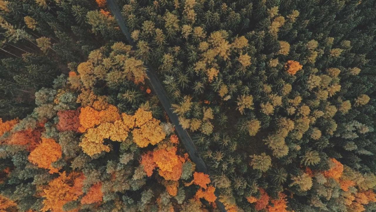 Backdrop for Breeder
