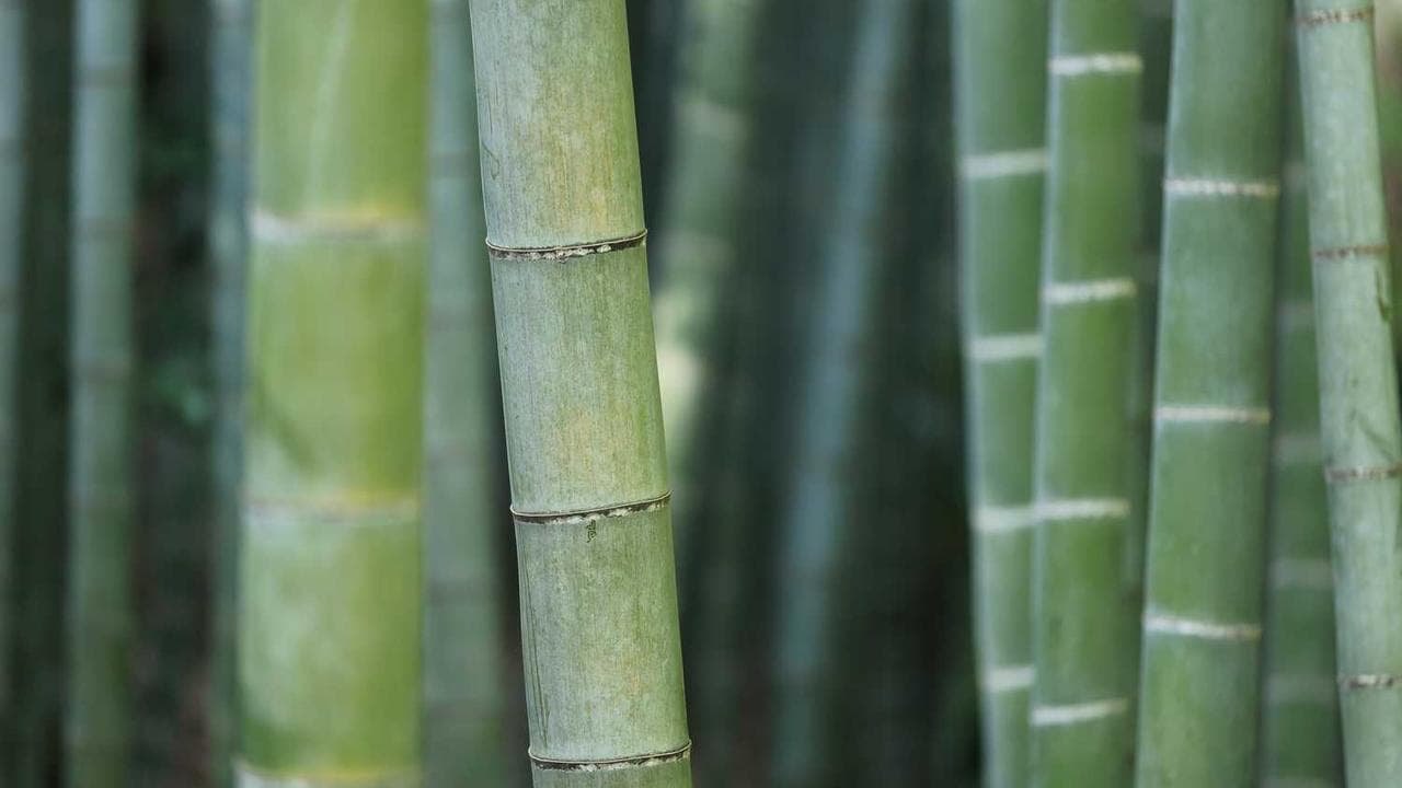 Backdrop for 新・鯨道 侠魂 完結編