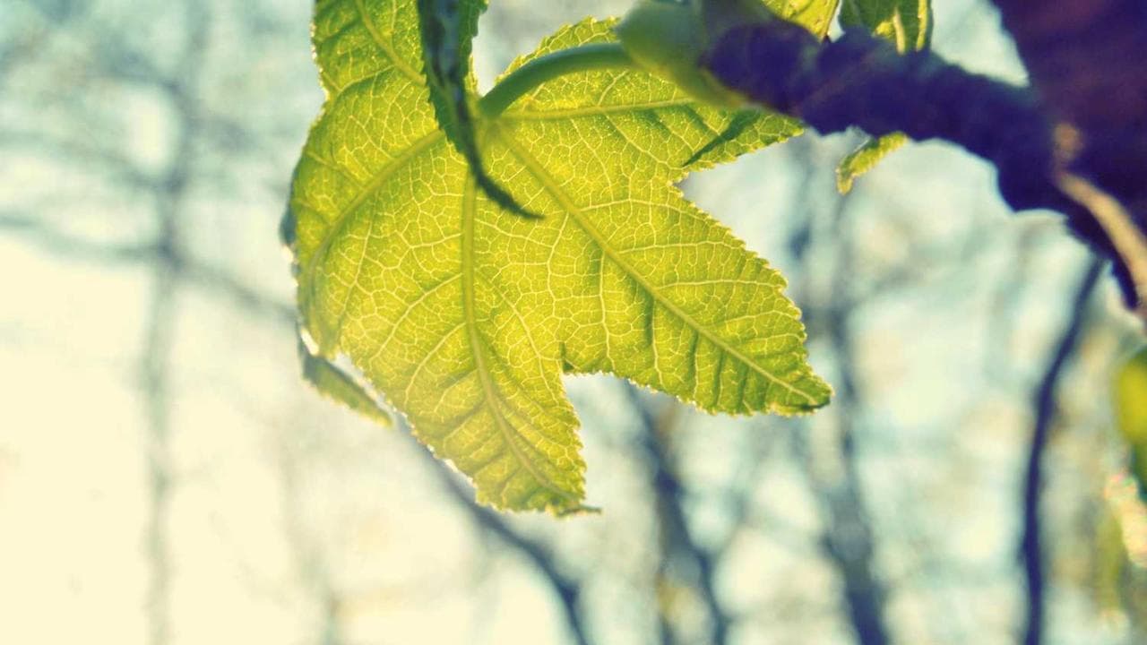 Achtergrond voor Oak, Ivy, and Other Dead Elms