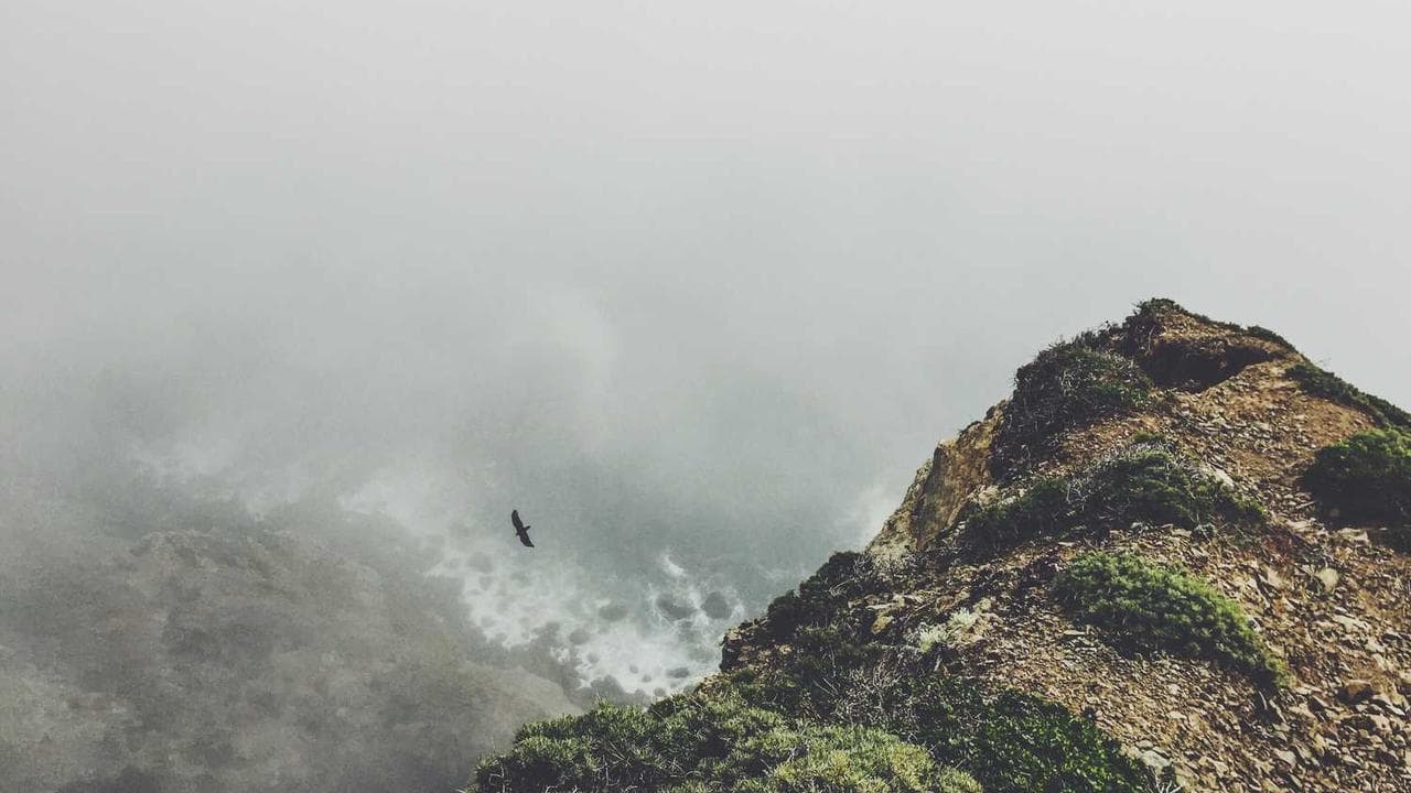 Backdrop for Jack Johnson: Live in Japan