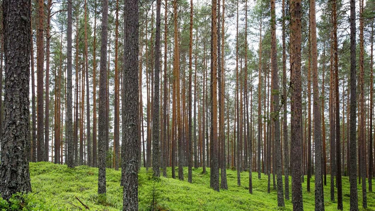Backdrop for Мастер и Маргарита
