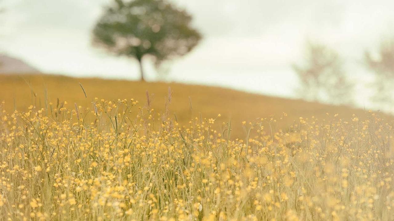 Backdrop for مصير امرأة