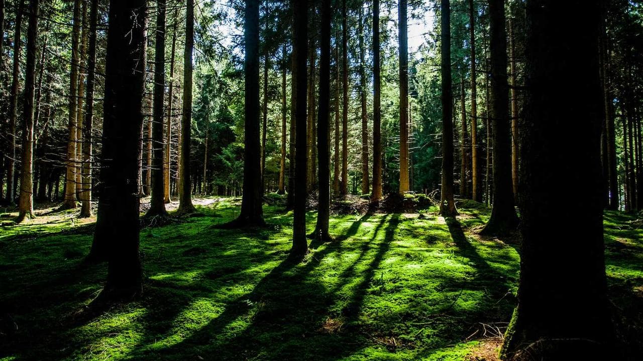 Backdrop for Väktare