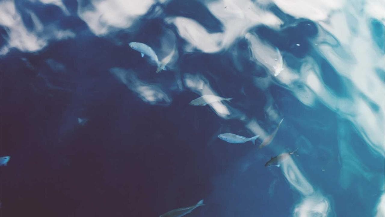 Backdrop for ピュア島の仲間たち