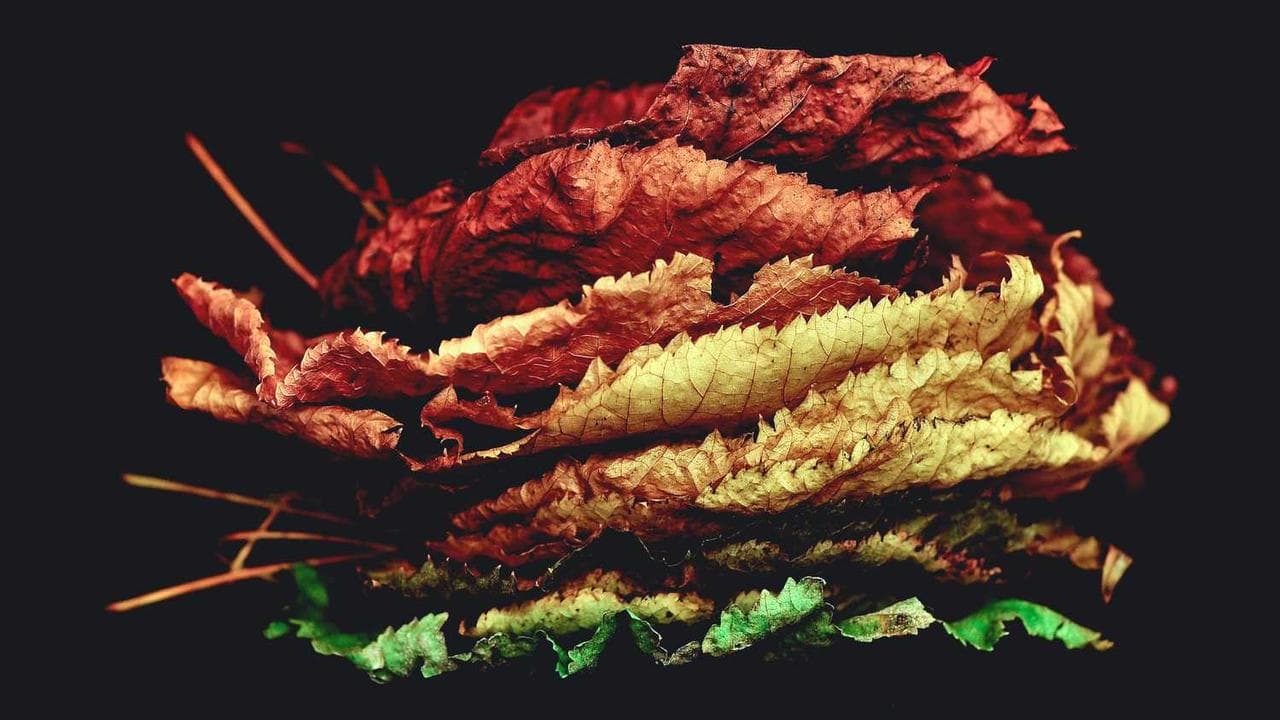 Backdrop for נדיה: שם זמני