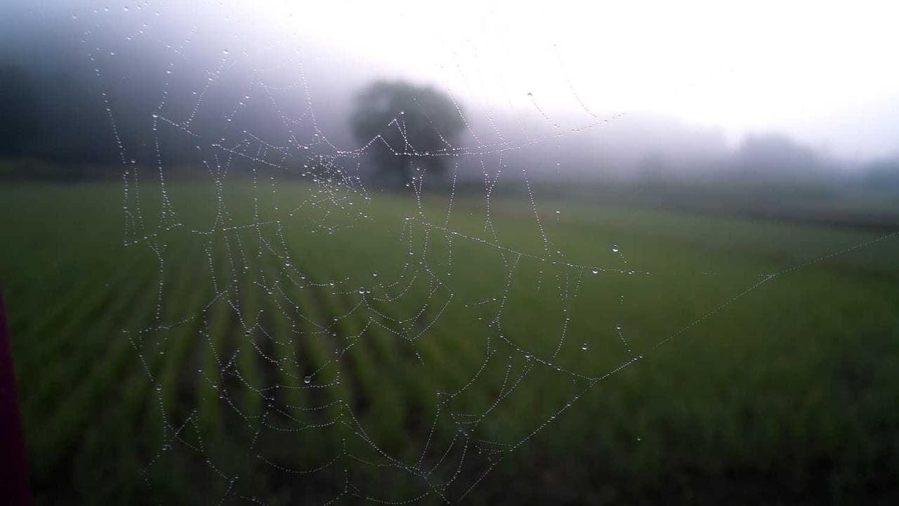 Achtergrond voor Every Other Day is Halloween