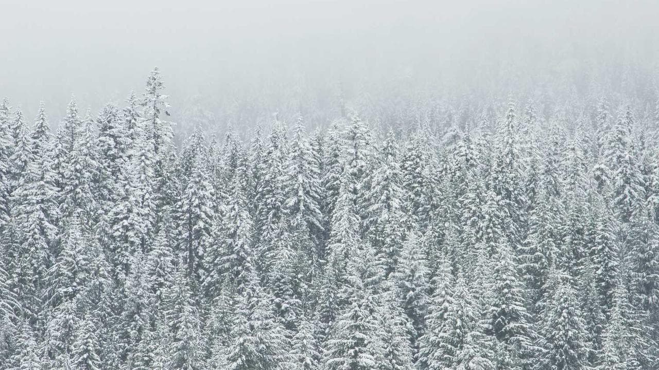 Backdrop for The Alaska Kid