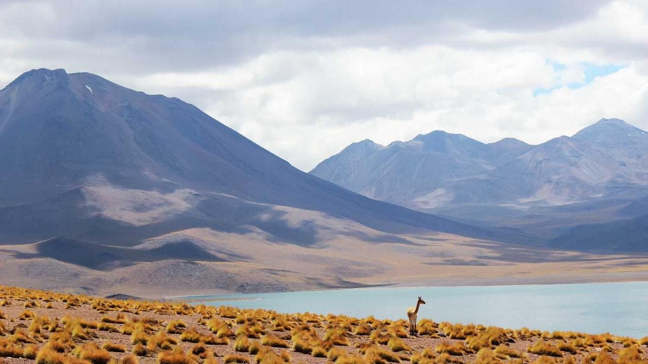 Backdrop for Frans Lanting: The Evolution of LIFE