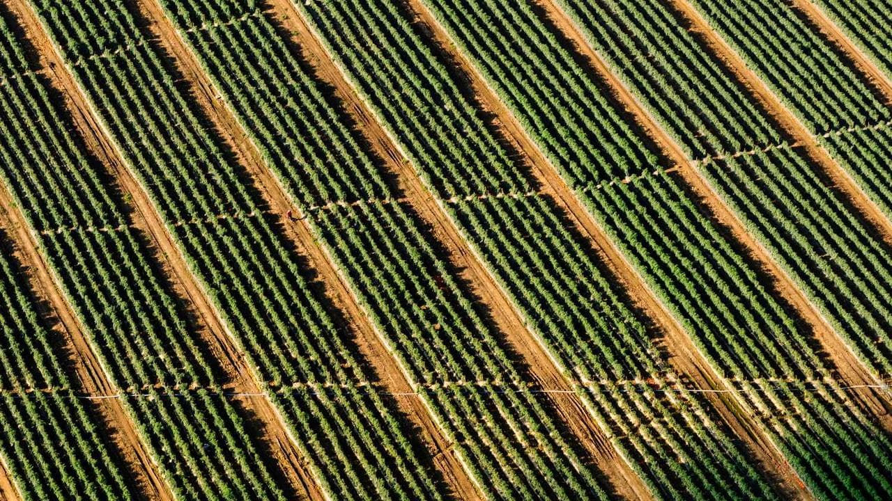 Backdrop for O Efeito Isaías