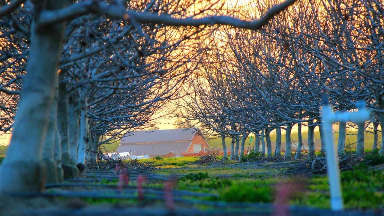 Backdrop for Babası