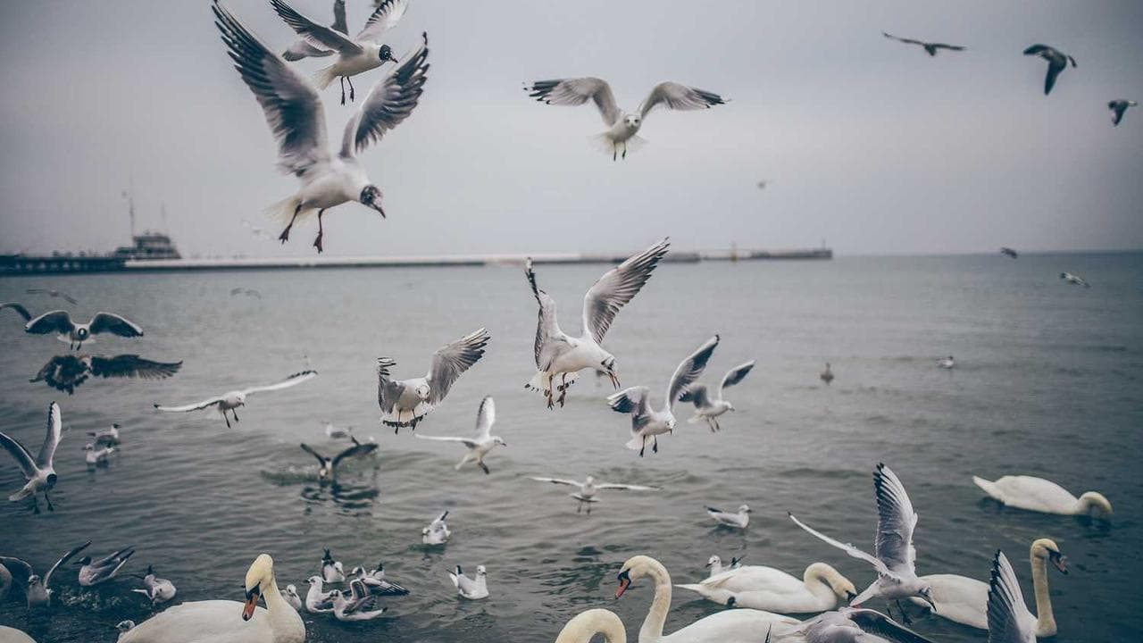 Backdrop for Кружева