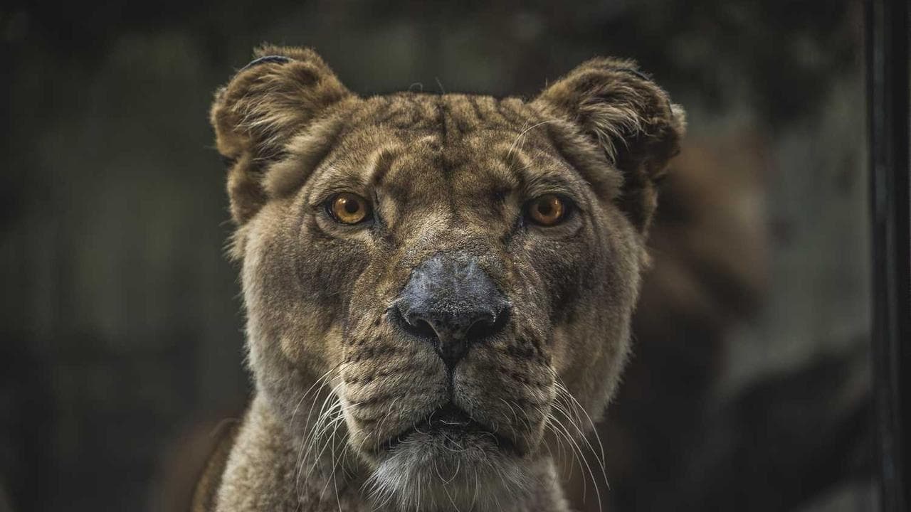 Backdrop for Instinct