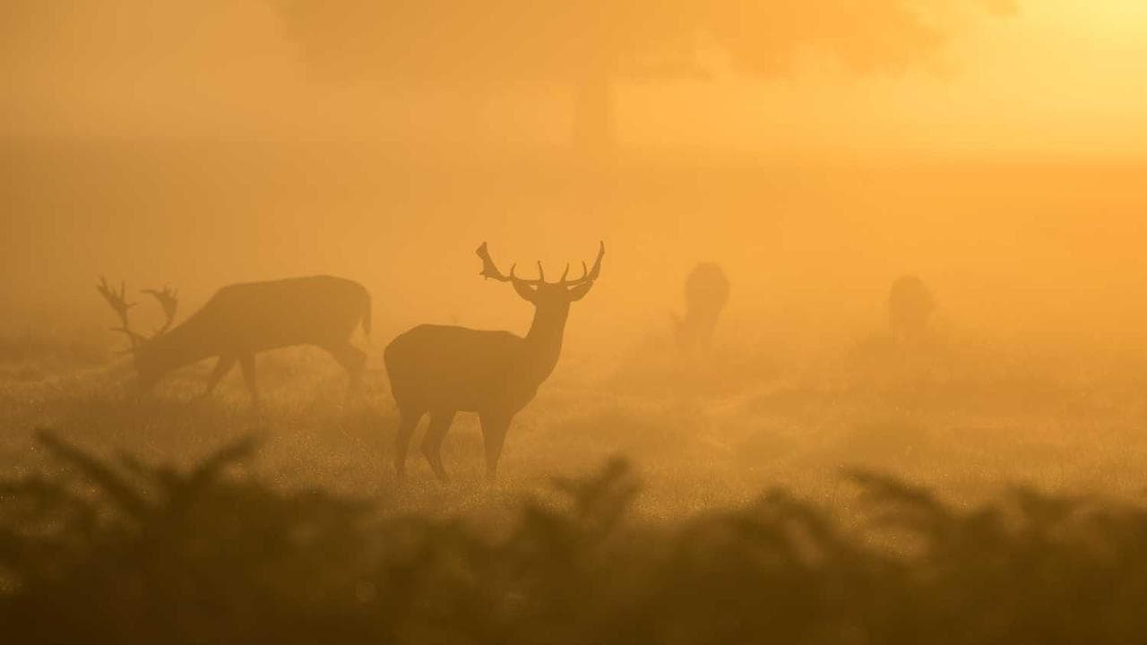 Achtergrond voor Pursuit of the Hirsute Bush