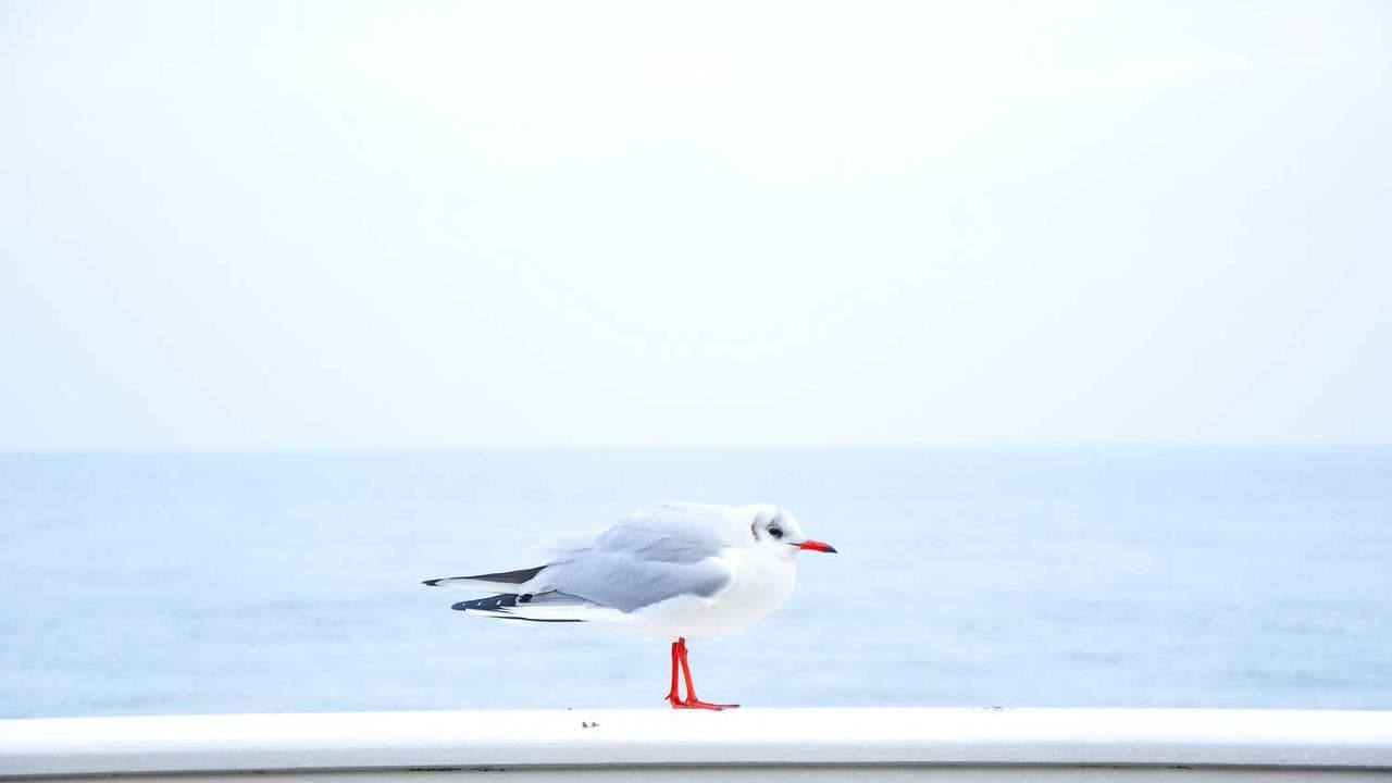 Backdrop for 광야의 결사대