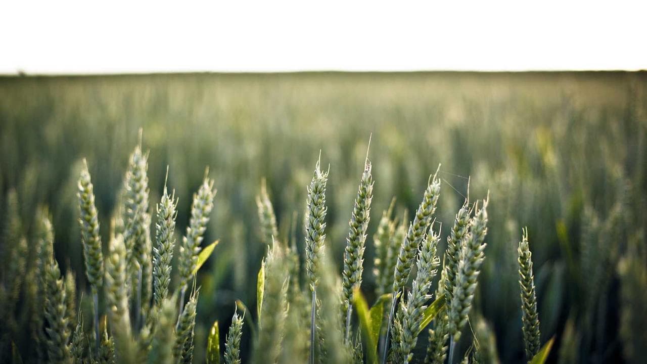 Achtergrond voor Campeonato de Sexo