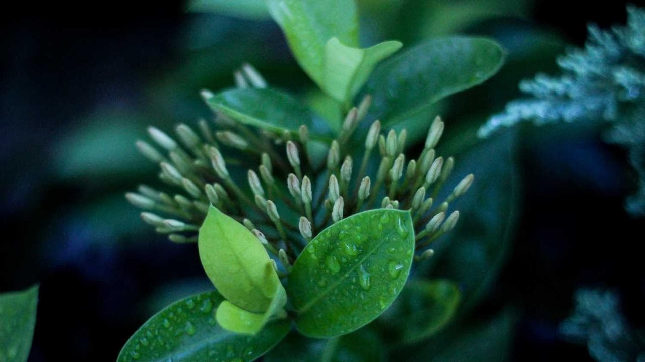 Achtergrond voor Twink Seduction