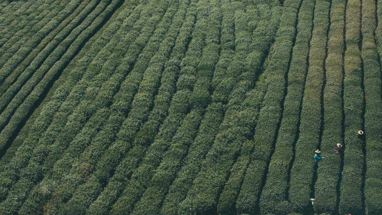 Backdrop for Ana și hoțul