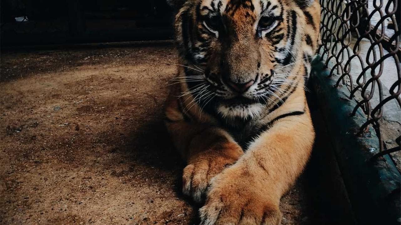Achtergrond voor Die Fledermaus - WIENER STAATSOPER