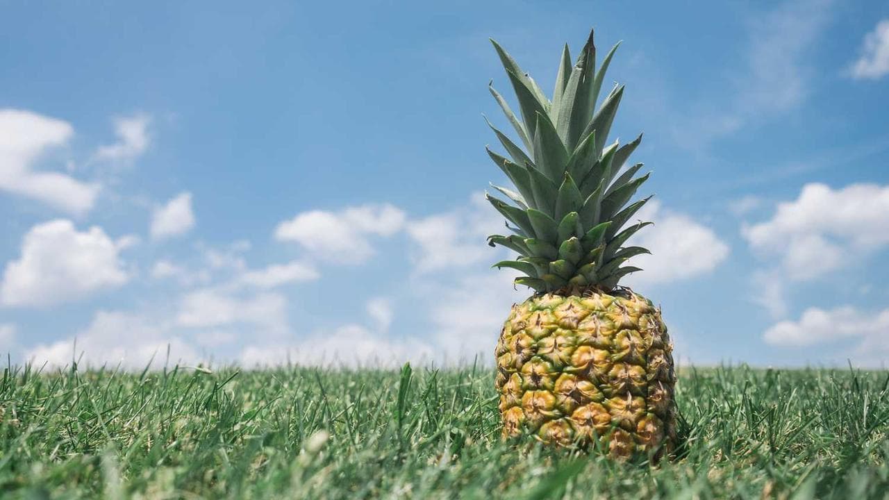 Backdrop for Deshojando margaritas