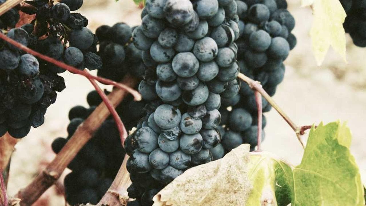 Achtergrond voor Meli Deluxe: Gangbangparty