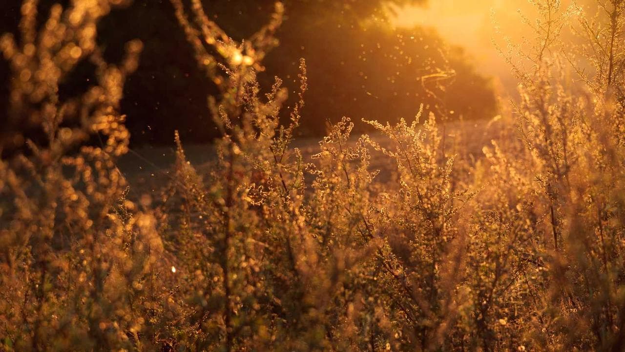 Backdrop for Bir Anın Həqiqəti